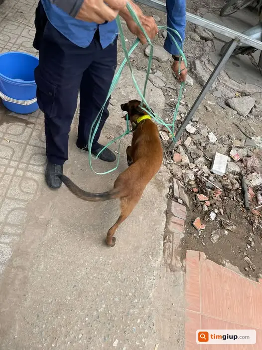 Nhặt Được Chó Con Tại Khu Vực Đặng Thai Mai, Tây Hồ, Hà Nội