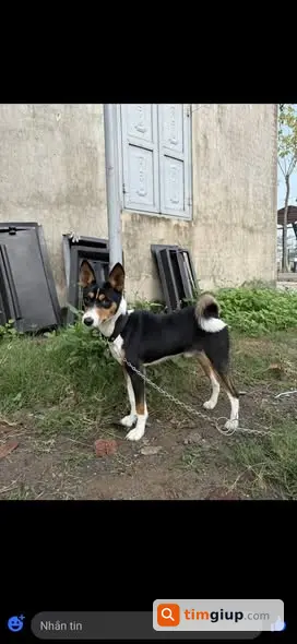 Tìm chó 3 màu đuôi xoăn lạc tại công viên Định Công, Hà Nội