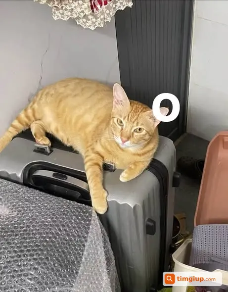 Ảnh 3