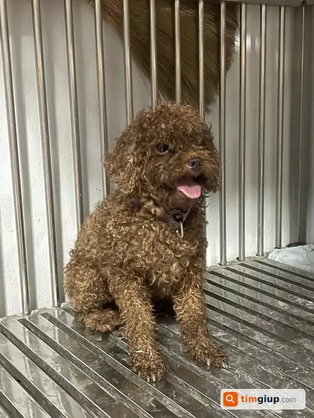 Tìm chó Poodle bị lạc tại ngã tư Xuân Diệu - Nghi Tàm, Hà Nội