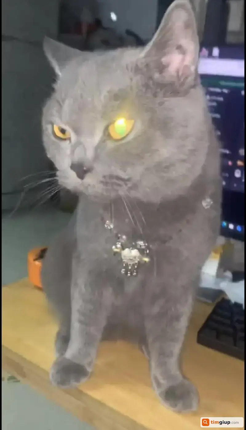 Tìm mèo tên Bốp bị thất lạc tại Hóc Môn, TP.HCM