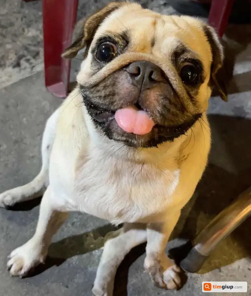 Tìm chó Pug cái mặt xệ Rotti thất lạc Quận 1, TP.HCM