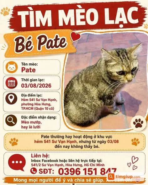Tìm Mèo Thất Lạc Pate Mướp Tại Sư Vạn Hạnh, Tp.hcm