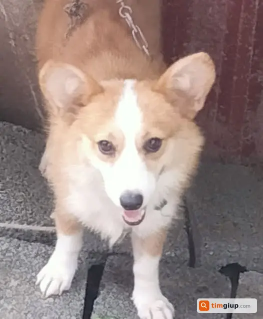 Nhặt Được Chó Corgi Lông Vàng Trắng Tại Xã Đông Hưng, Thái Bình