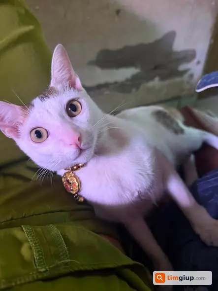Tìm Mèo Thất Lạc Đuôi Cụt Đeo Vòng Cổ Ở Lê Văn Quới, Bình Tân
