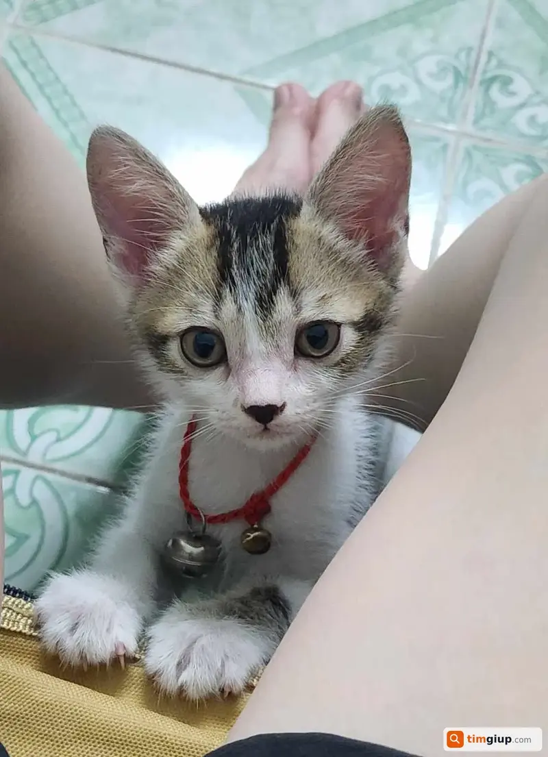 Tìm mèo mướp tên Song thất lạc tại Hóc Môn, TP.HCM