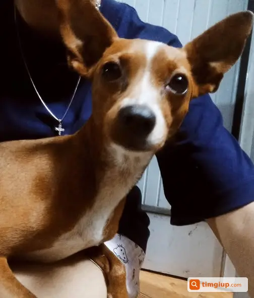 Chó Mẹ Bị Mất Tại Dân Hoà, Thanh Oai, Hà Nội