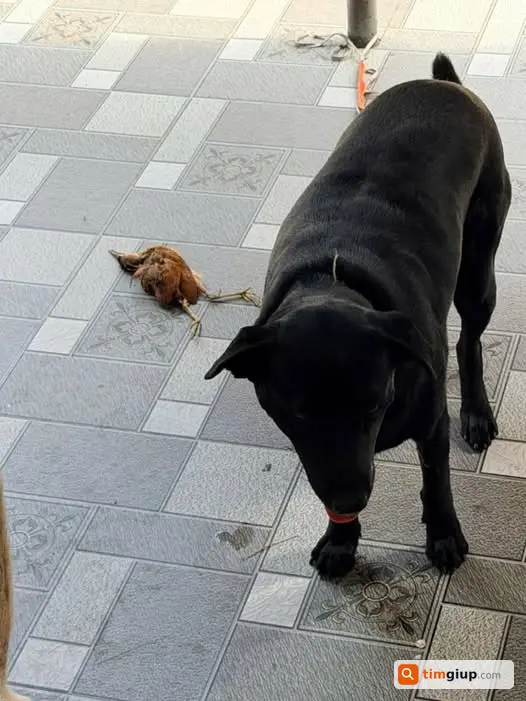 Tìm Chó Thất Lạc Màu Đen Tuyền Tại Thái Bình, Chó Cái 4 Tuổi