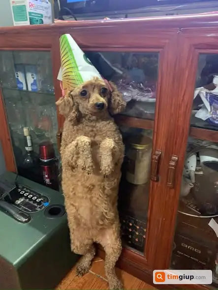 Tìm chó Poodle nâu tên Bún thất lạc tại đường Hoàng Mai Hà Nội