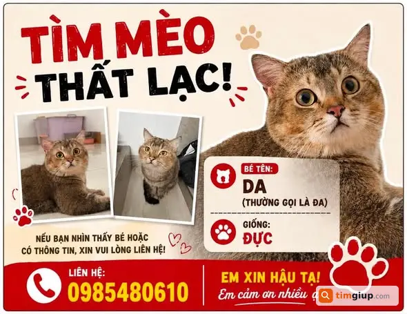Tìm Mèo Thất Lạc Tên Đa Tại Tân Thới Hiệp, Quận 12