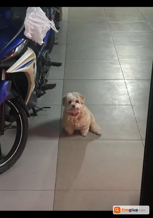 Tìm chó cái màu trắng be lạc tại Tân Bình TP.HCM khu vực
