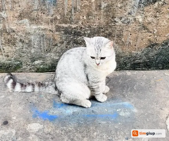 Tìm Mèo Thất Lạc Na Màu Bạc Trắng Tại Q8 Trường Chánh Hưng