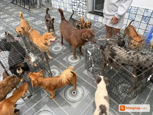 Xóm Gâu Gâu Kêu Gọi Hỗ Trợ Vật Tư Cũ Chăm Sóc Chó