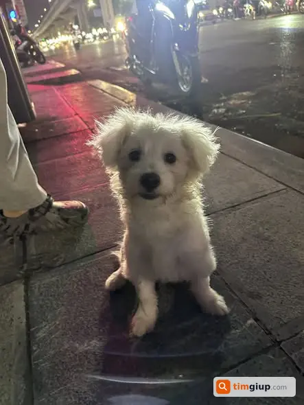 Nhặt được thú cưng đi lạc trên đường Trần Phú lúc 19h