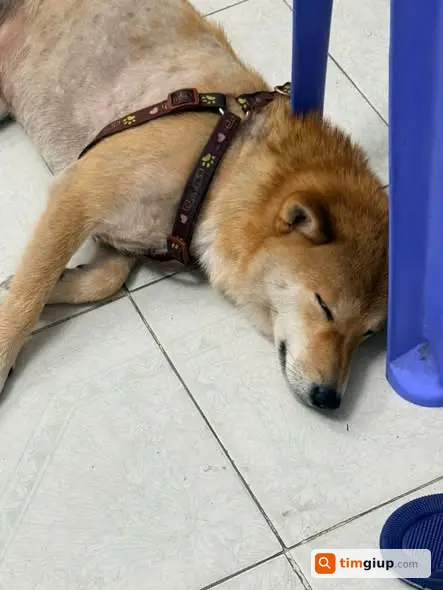 Tìm chó Shiba Inu tên Coca lạc tại Công viên Mai Dịch