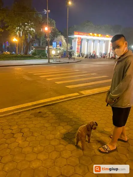 Tìm Chó Poodle Nâu Thất Lạc Tại Khâm Thiêm, Hà Nội