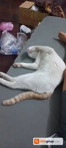 Tìm mèo Bông bị lạc khu vực đường Cửu Long, Tân Bình