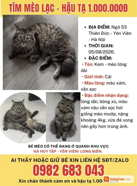 Tìm Mèo Kem Lông Dài Thất Lạc Tại Yên Viên, Hà Nội
