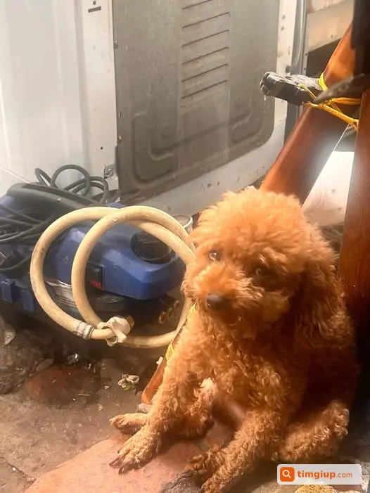 Chó Poodle Nâu Đỏ 2kg Thất Lạc Tại Lò Sũ, Hà Nội