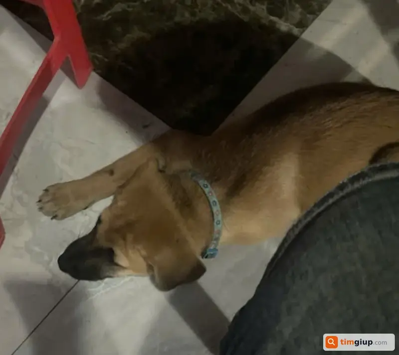 Tìm bé chó cỏ lông vàng tên Lu thất lạc tại TP. Hồ Chí Minh