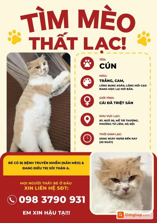 Tìm Mèo Thất Lạc Màu Cam Trắng Tại Mễ Trì Thượng, Hà Nội