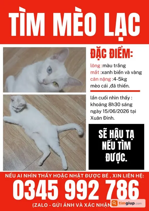 Tìm Mèo Trắng Mắt Xanh Mắt Vàng Thất Lạc Tại Xuân Đỉnh