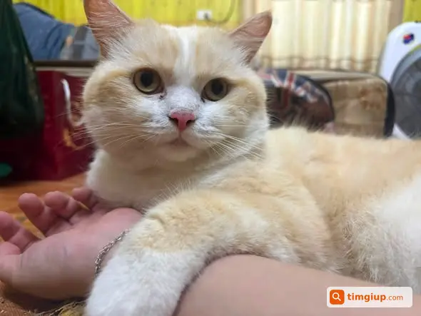 Tìm Mèo Anh Lông Ngắn Tên Nắng Lạc Tại Đông Ngạc