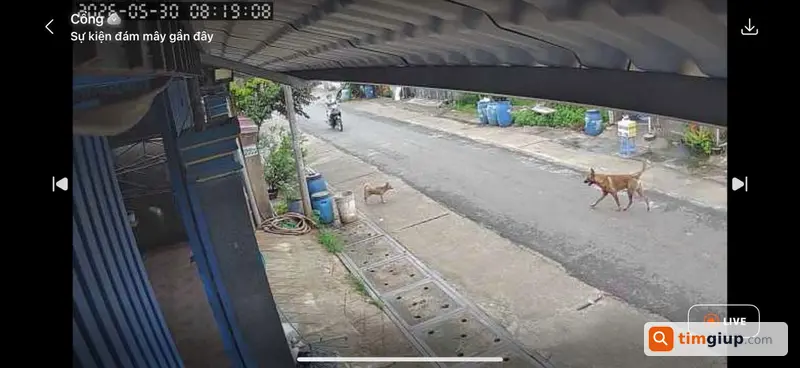 Tìm chó bự thất lạc khu Đường số 19, Củ Chi, Tân Thông Hội