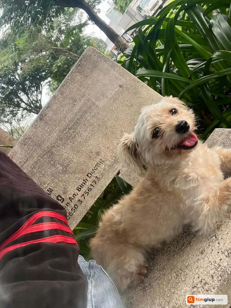 Tìm chó Poodle lai Phốc Sóc tên Khoai thất lạc tại TP Mới Bình Dương