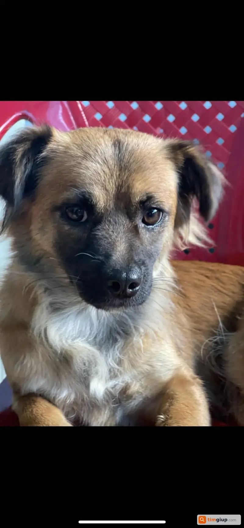 Tìm chú chó tên Béo bị thất lạc tại Đức Trọng, Lâm Đồng