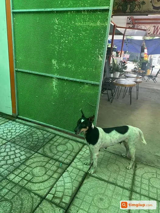 Tìm Chó Mang Bầu Bị Bắn Tại Kdc Thái Sơn, Long Hậu