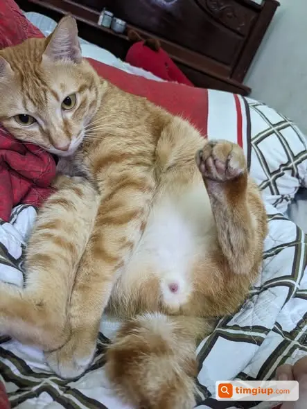 Mèo Đuôi Quặp Thất Lạc Tại Dĩ An, Bình Dương Cũ