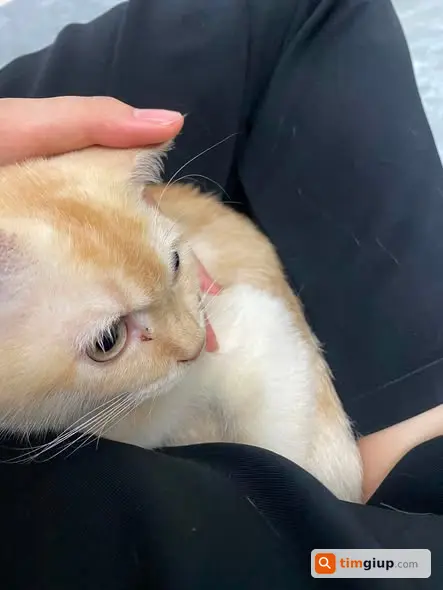 Nhặt Được Mèo Lạc Cần Tìm Chủ Quanh Mộ Lao, Hà Đông