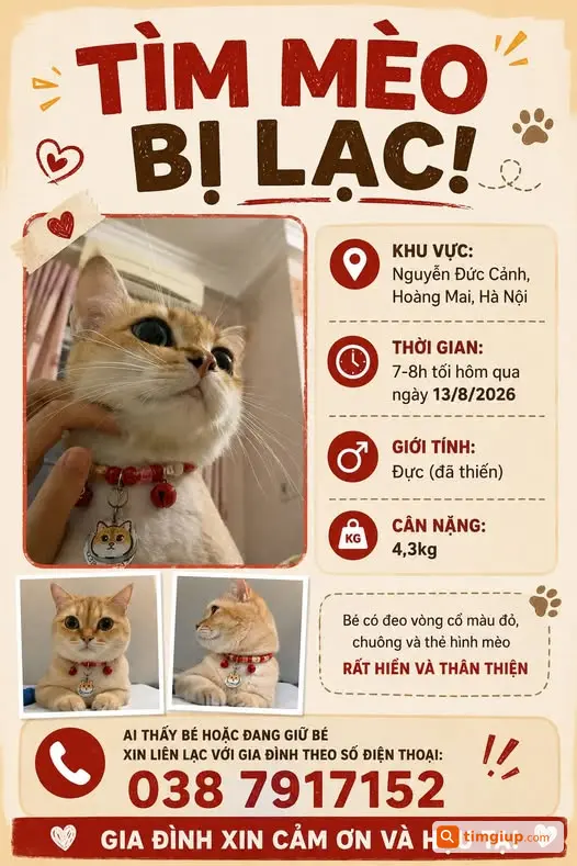 Tìm Mèo Thất Lạc Đeo Vòng Đỏ Tại Nguyễn Đức Cảnh