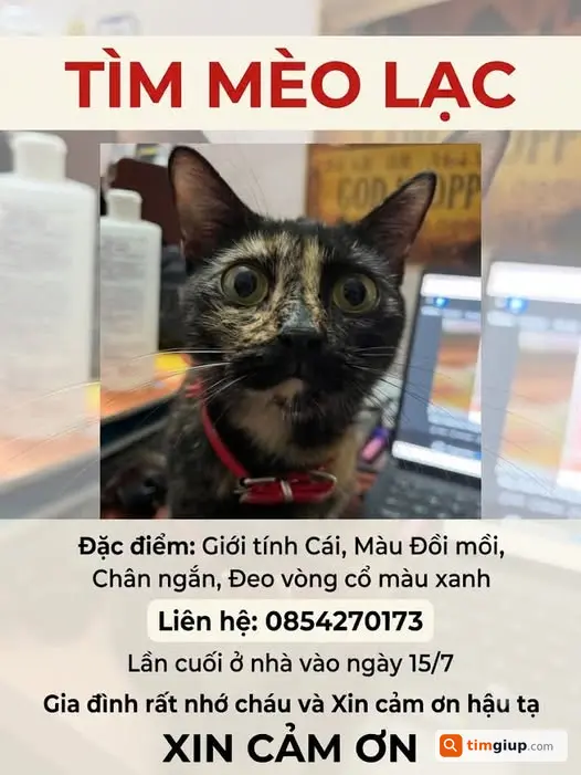 Tìm Mèo Đồi Mồi Đeo Vòng Cổ Xanh Thất Lạc Tại Chương Mỹ