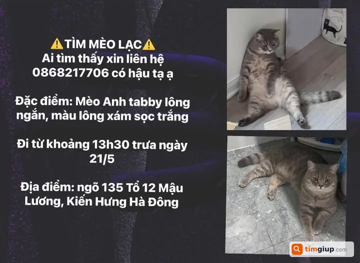 Tìm mèo Anh lông ngắn xám sọc trắng lạc ngày 21/5