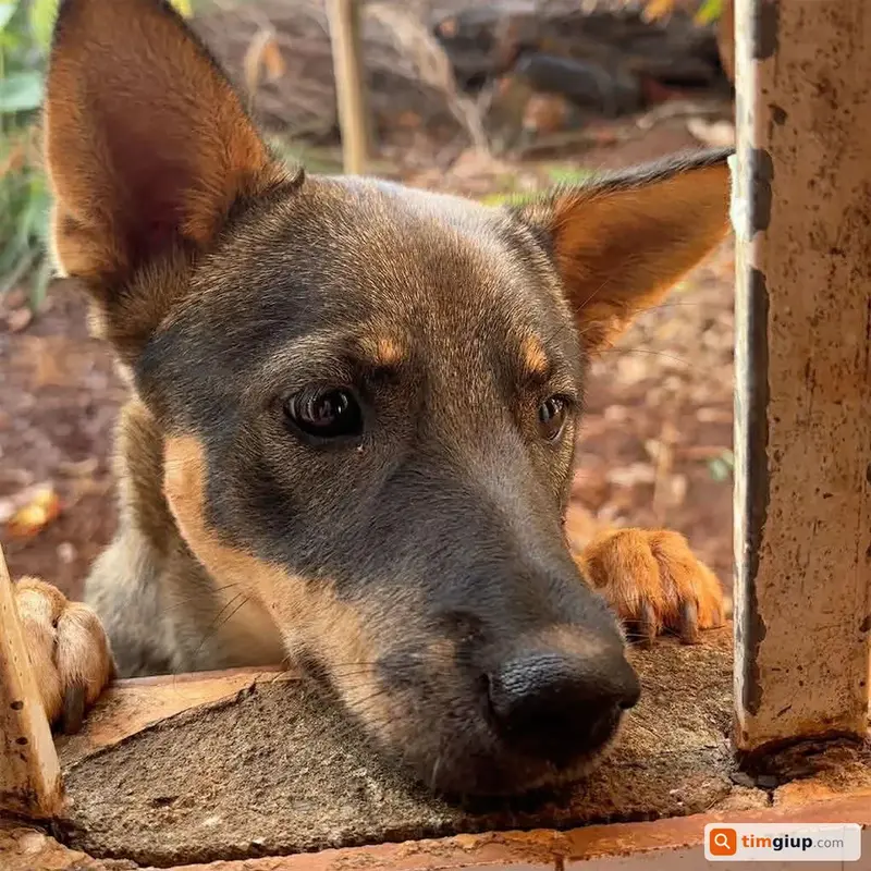 Tìm chuộc chú chó cỏ tên Lu thất lạc tại Long An