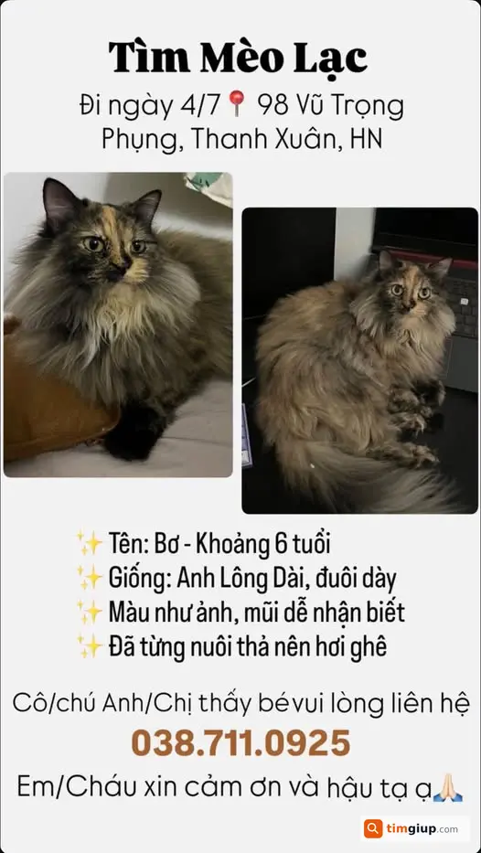 Tìm Mèo Thất Lạc Quanh 98 Vũ Trọng Phụng, Thanh Xuân, Hà Nội