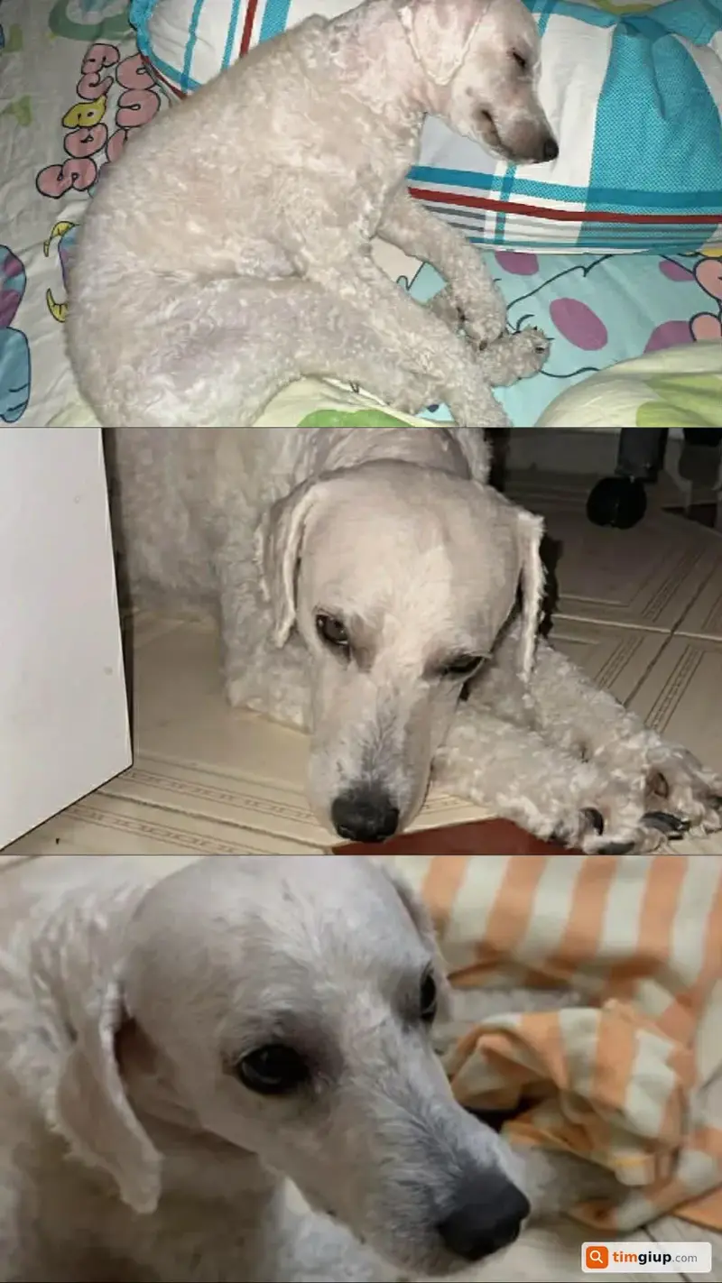 Tìm chó Poodle lai tên Bubu thất lạc tại khu vực chợ Bình Chánh, TP.HCM