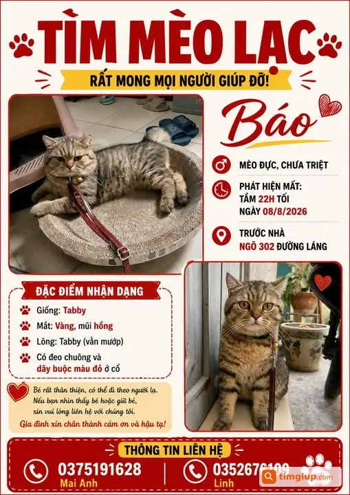 Tìm Mèo Báo Lông Tabby Thất Lạc Tại Đường Láng, Hà Nội