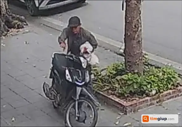 Tìm chó tên Bi bị trộm tại đường Trần Phú, Ba Đình, Hà Nội