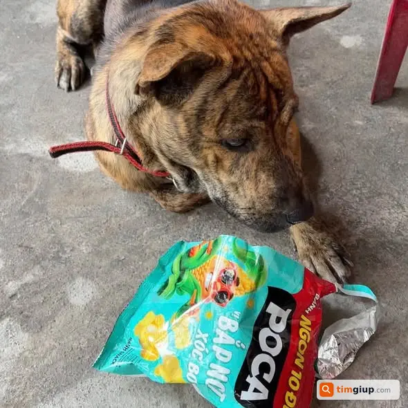 Tìm Chó Lông Nâu Đen Tên Cá Thất Lạc Tại Củ Chi