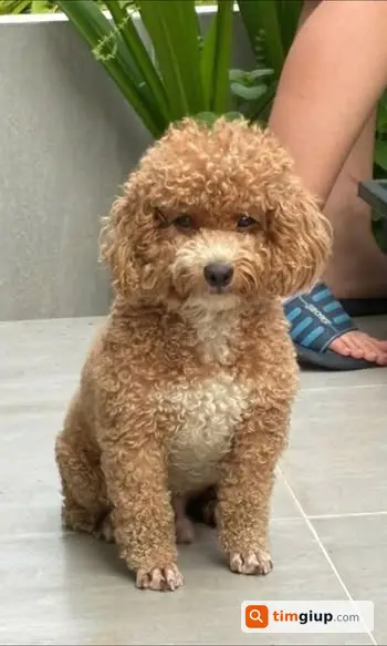 Tìm Chó Poodle Thất Lạc Tại Hẻm 235 Đặng Thùy Trâm, Bình Thạnh