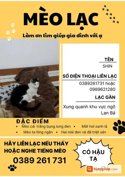 Tìm Mèo Cái Trắng Đen Thất Lạc Khu Vực Đống Đa, Hà Nội