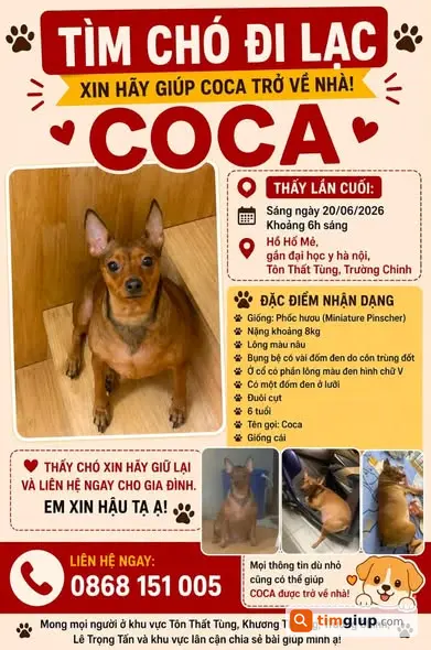 Tìm Chó Coca Lông Nâu Thất Lạc Gần Đại Học Y Hà Nội