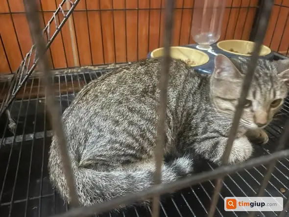 Nhặt Được Mèo Thất Lạc Khu Vực Hồ Ngọc Lãm, Hà Đông