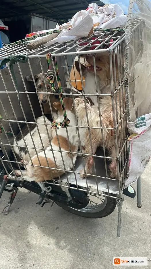 Nhặt Được Chó Lạ Cần Tìm Chủ Liên Hệ Tại Hà Nội