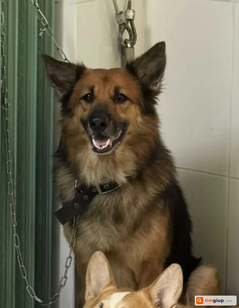 Tìm chó lạc tên Misa tại khu vực Thạnh Lộc, Quận 12, TP.HCM