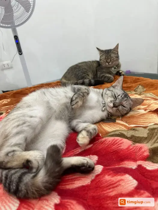 Tìm Chó Thất Lạc Màu Trắng Tại Khu Vực Cổ Nhuế, Hà Nội