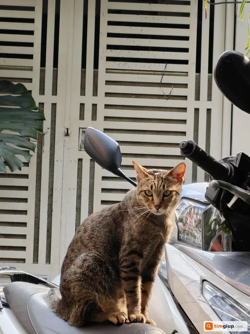 Tìm bé mèo mướp tên Mía thất lạc tại Quận Bình Thạnh, TP.HCM